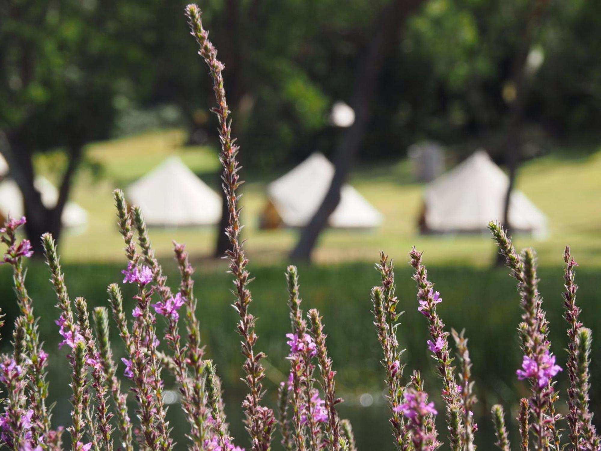 Iluka Retreat Glamping Village Red Hill South المظهر الخارجي الصورة